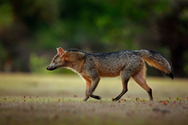 Cerdocyon - A importância da taxa de atropelamento