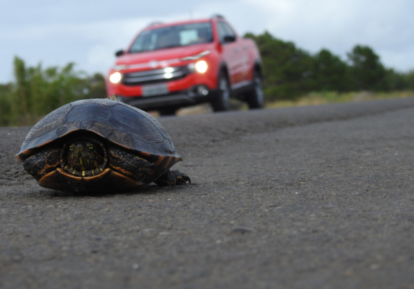 ecologia de estradas e fauna atropelada, um problema crescente