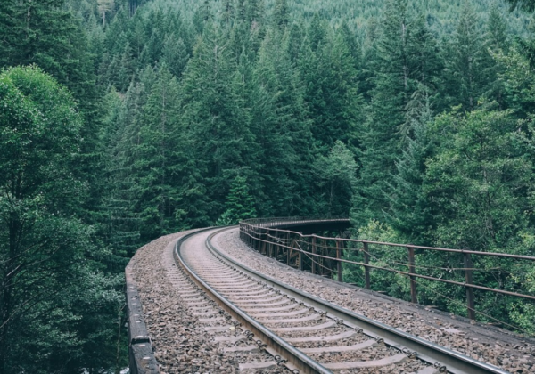 impactos de rodovias e ferrovias na fauna